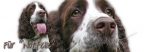 Spardose Englischer Springer Spaniel